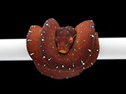 VR-23-11 Green Tree Python Neonate