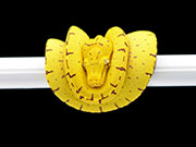 VR-23-13 Green Tree Python Neonate