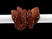 VR-23-14 Green Tree Python Neonate