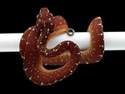 VR-23-15 Green Tree Python Neonate