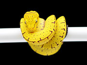 VR-23-16 Green Tree Python Neonate