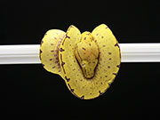 VR-25-02 Green Tree Python Neonate