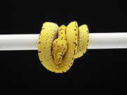 VR-25-03 Green Tree Python Neonate