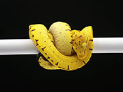 VR-25-04 Green Tree Python Neonate