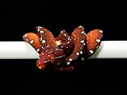 VR-25-08 Green Tree Python Neonate