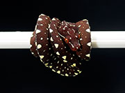 VR-25-13 Green Tree Python Neonate