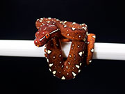 VR-25-18 Green Tree Python Neonate