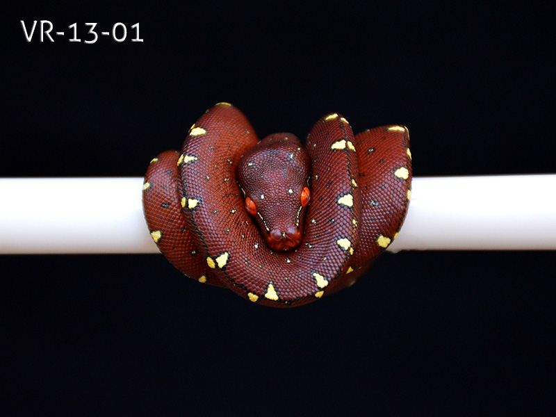 Green Tree Python Breeding Projects @ ViridisPython.com