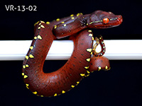 VR-13-02 Green Tree Python Neonate