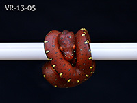 VR-13-05 Green Tree Python Neonate