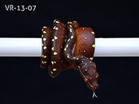 VR-13-07 Green Tree Python Neonate