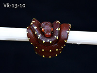 VR-13-10 Green Tree Python Neonate