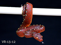 VR-13-12 Green Tree Python Neonate