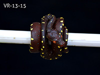 VR-13-15 Green Tree Python Neonate