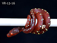 VR-13-16 Green Tree Python Neonate