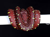 VR-14-01 Green Tree Python Neonate