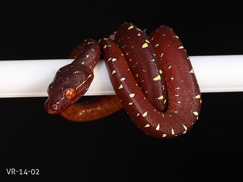 Green Tree Python Breeding Projects | ViridisPython