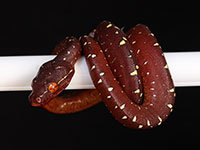 VR-14-02 Green Tree Python Neonate