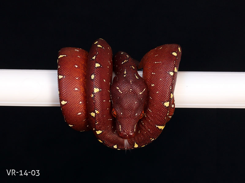 Green Tree Python Breeding Projects | ViridisPython