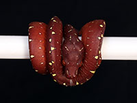 VR-14-03 Green Tree Python Neonate