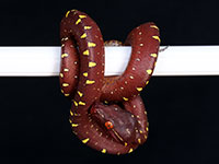 VR-14-04 Green Tree Python Neonate
