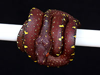 VR-14-05 Green Tree Python Neonate