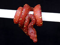 VR-14-06 Green Tree Python Neonate