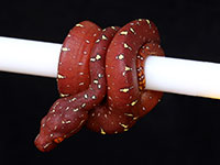 VR-14-07 Green Tree Python Neonate