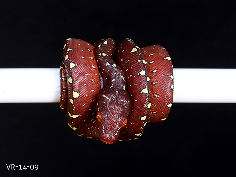 Green Tree Python Breeding Projects | ViridisPython