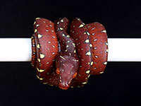 VR-14-09 Green Tree Python Neonate