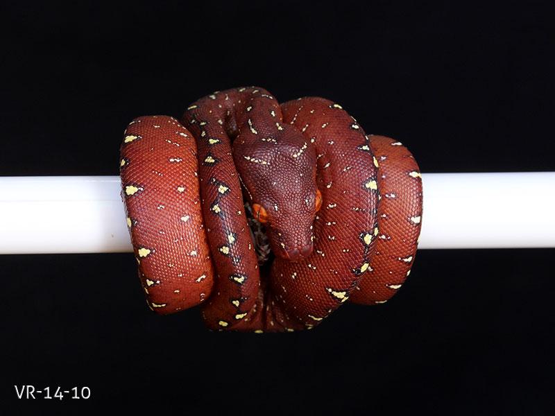 Green Tree Python Breeding Projects | ViridisPython