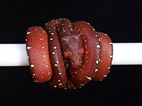 VR-14-10 Green Tree Python Neonate