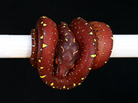 VR-14-11 Green Tree Python Neonate
