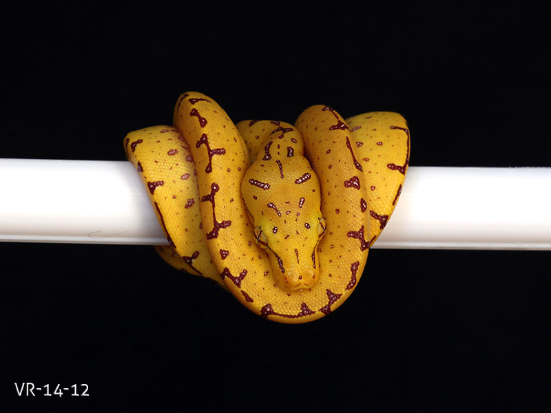 Green Tree Python Breeding Projects | ViridisPython