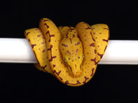VR-14-12 Green Tree Python Neonate