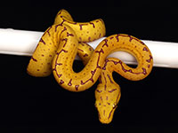 VR-14-13 Green Tree Python Neonate