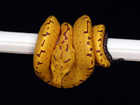VR-14-14 Green Tree Python Neonate
