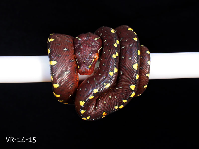 Green Tree Python Breeding Projects | ViridisPython