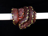 VR-14-15 Green Tree Python Neonate