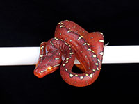 VR-14-16 Green Tree Python Neonate