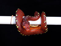 VR-14-18 Green Tree Python Neonate