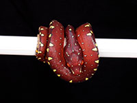 VR-14-19 Green Tree Python Neonate