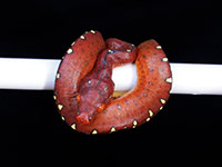 VR-14-20 Green Tree Python Neonate