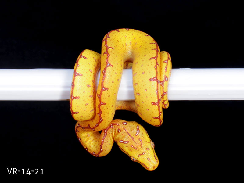 Green Tree Python Breeding Projects | ViridisPython