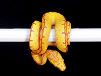 VR-14-21 Green Tree Python Neonate