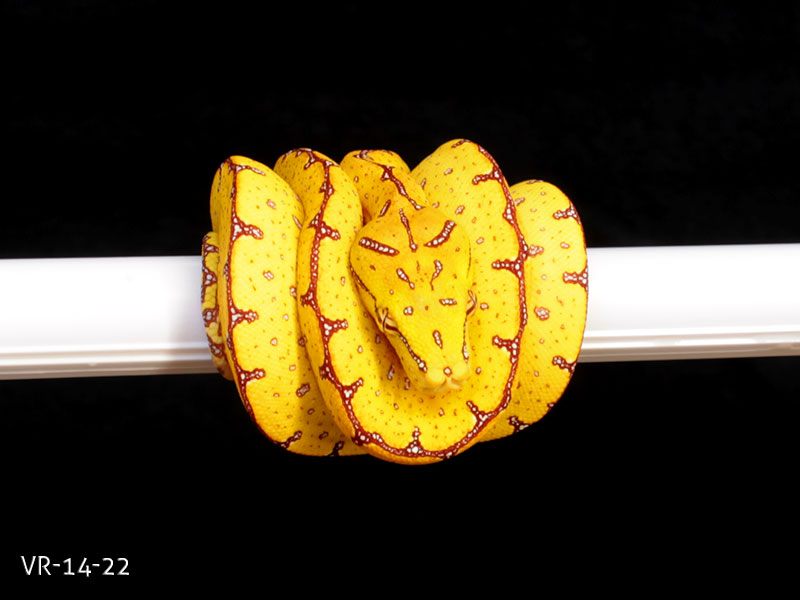 Green Tree Python Breeding Projects | ViridisPython