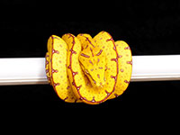 VR-14-22 Green Tree Python Neonate