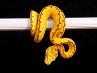 VR-14-24 Green Tree Python Neonate
