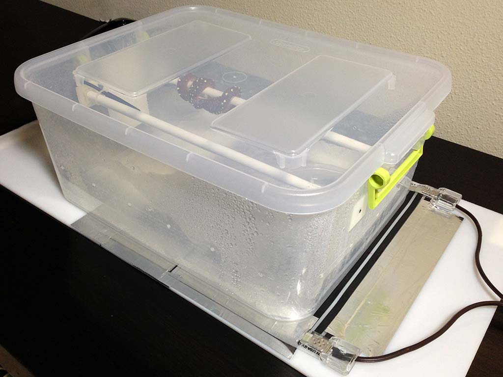 How to set up a green tree python neonate tub | ViridisPython