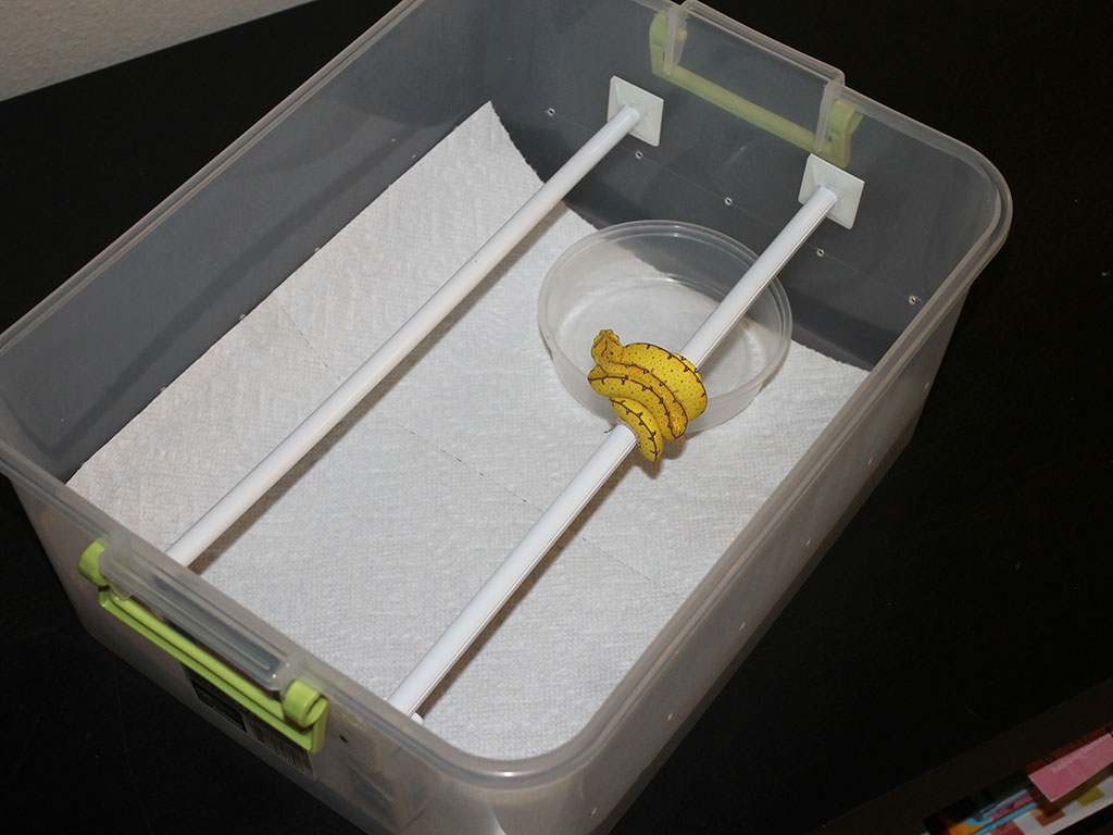 How to set up a green tree python neonate tub | ViridisPython